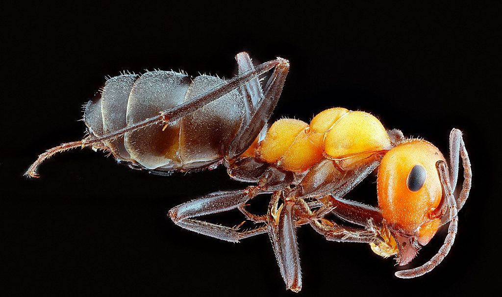 Ant Control service in Carlsbad, CA