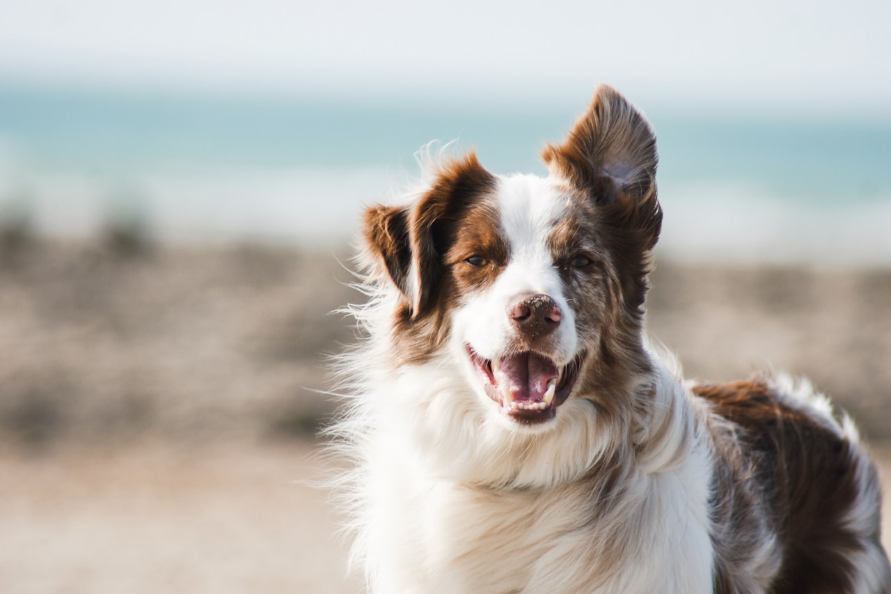 Flea & Tick Control service in Carlsbad, CA