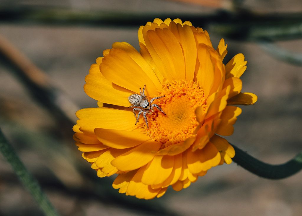 Spider Control service in Carlsbad, CA
